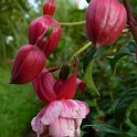 Fuchsia x 'Prosperity'